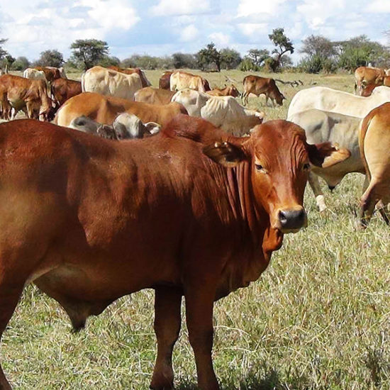 Healthy Herd of Cattle